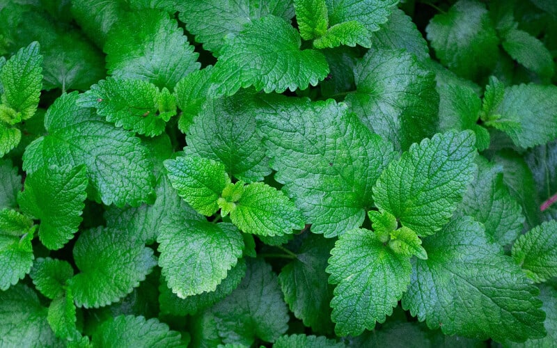 Close up of a bushel of mint leaves.