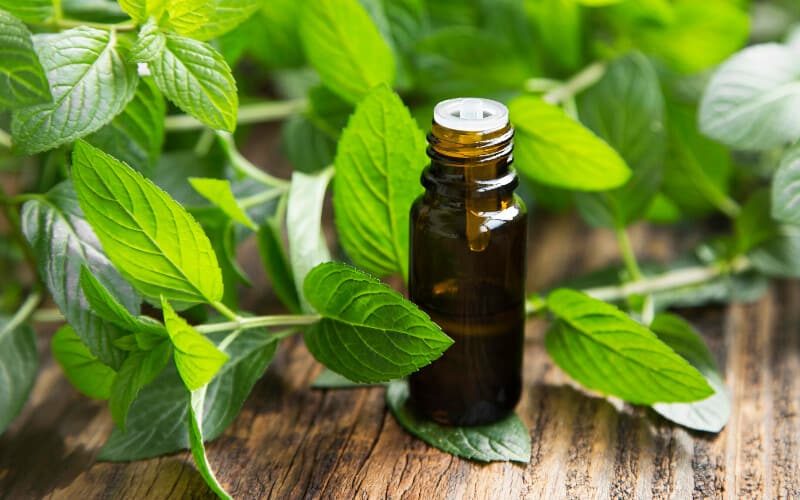 Peppermint essential oil surrounded by mint leaves.