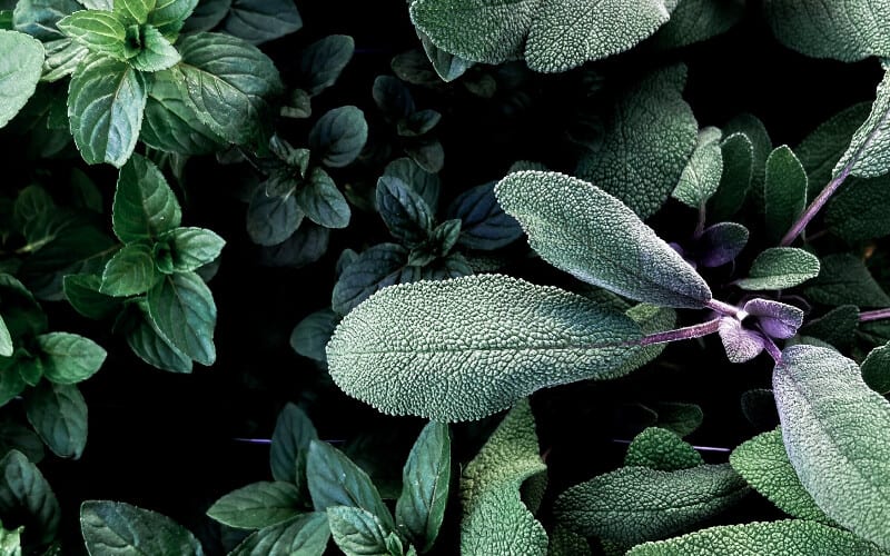 Close up of green and purples leaves on a sage plant.