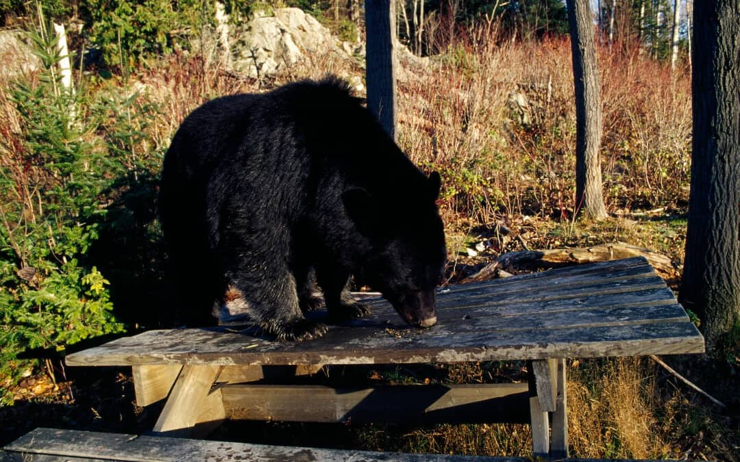 How to Keep Animals Away from Your Campsite Campfire Society