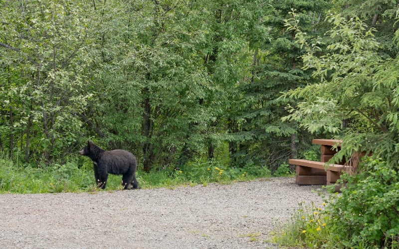 Tips on how to keep animals away from your campsite: a baby bear roaming a campsite.