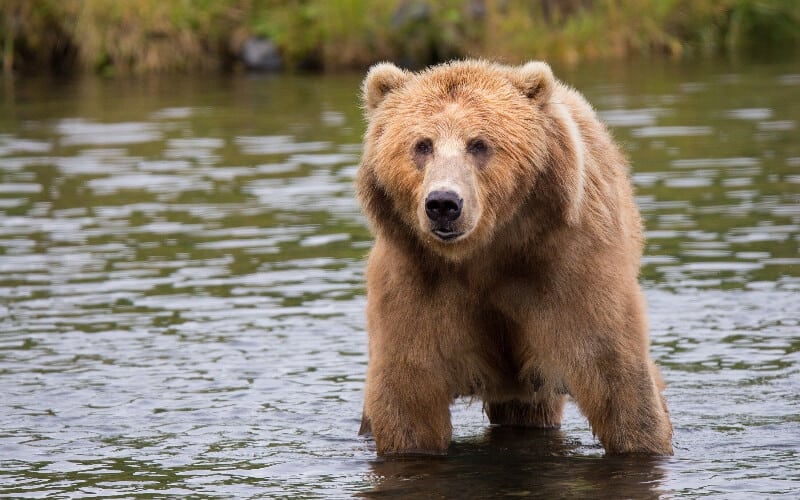 A bear standing in the river, looking at a campsite behind the camera.