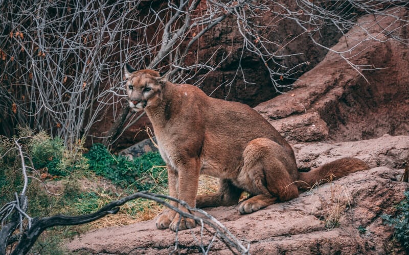 A cougar perched on a rock in the woods.