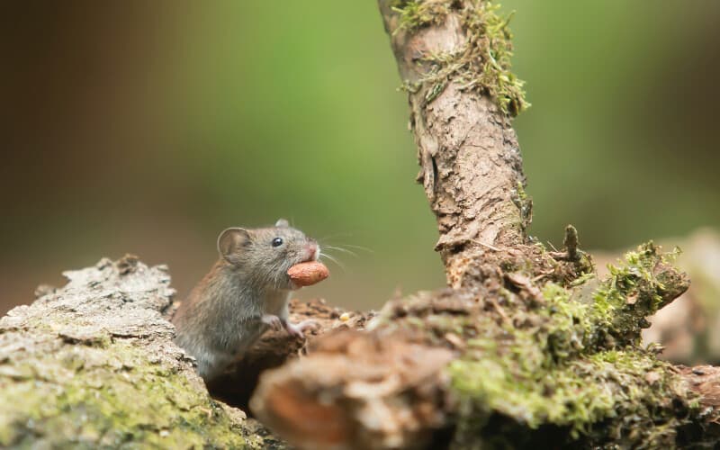 A small rodent carrying food near a tree.