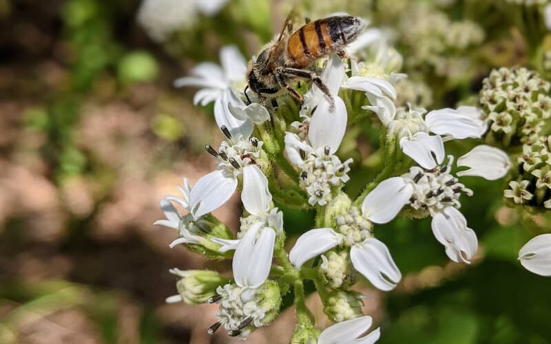 Close up of a bee harvesting pollen on an allergy-inducing white-flowered plant.