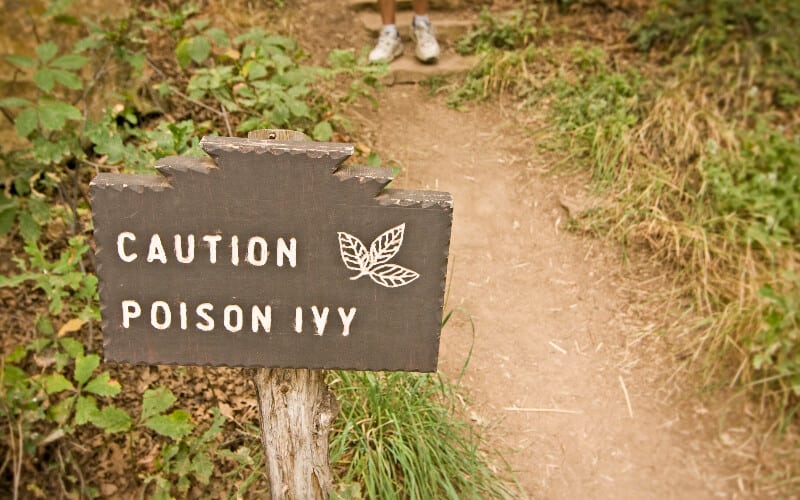 A warning sign alongside a path lined with poison ivy.